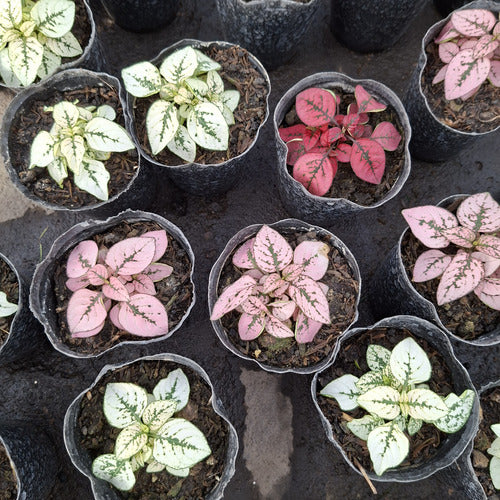 Paleta De Pintor Maceta 9cm