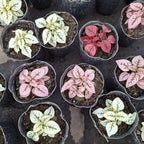 Paleta De Pintor Maceta 9cm