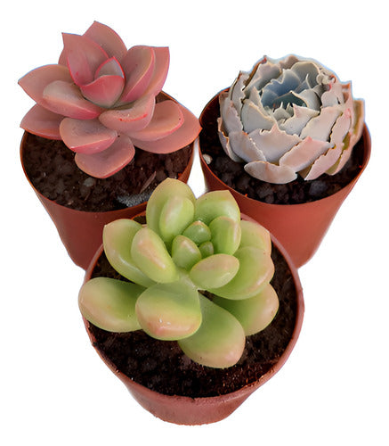 Suculentas Pote 6cm X 3 Unidades