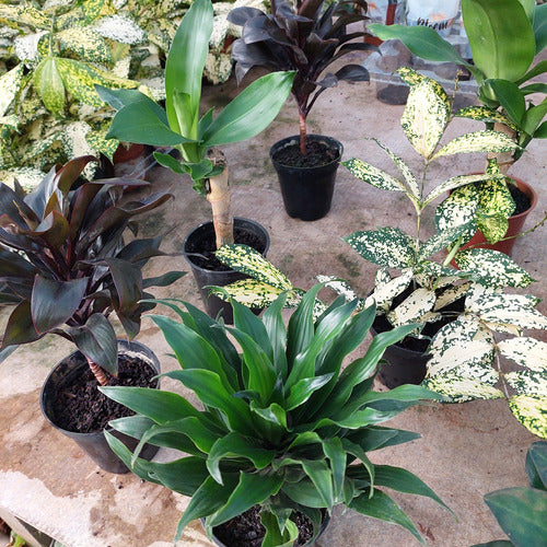 Dracena Variado Pote 12cm Surtido