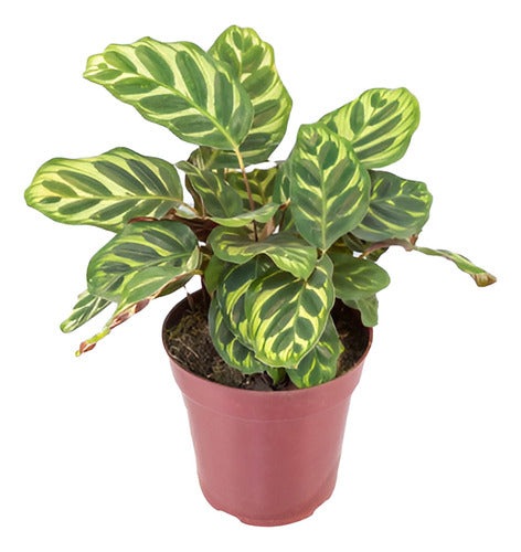 Calathea Makoyana Pote 17cm