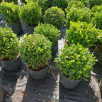 Boj Topiario Bola Mediana