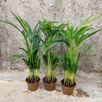 Palmera Areca Bambu Pote 11cm