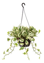 Potus Njoy Colgante 21cm