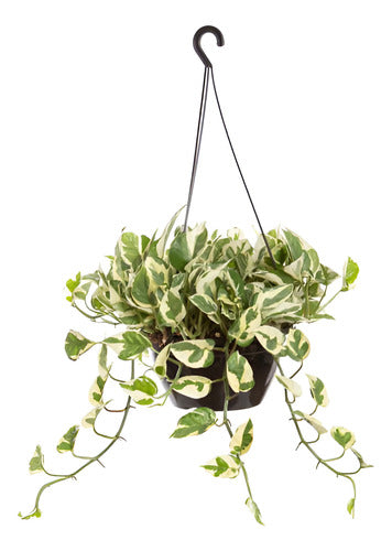 Potus Njoy Colgante 21cm