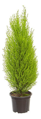 Pino Limón Pote 15cm