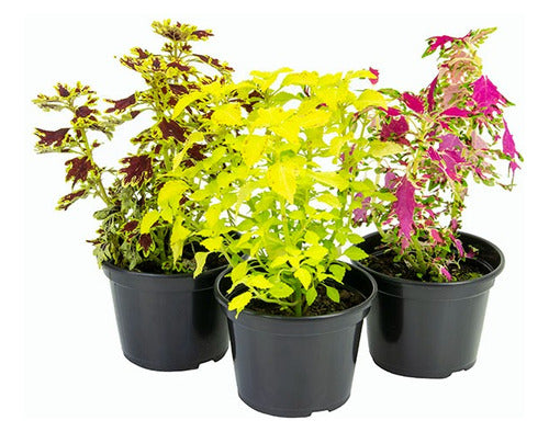 Cretona Mediana Pote 14cm