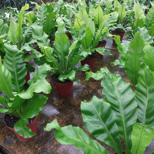 Helecho Asplenium Nidus P14