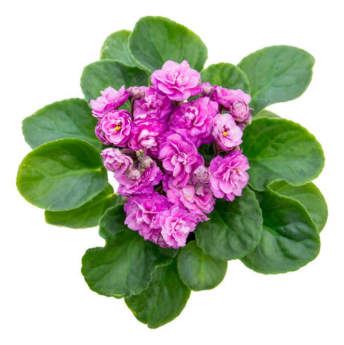 Violeta Africana Flor Doble Pote 11