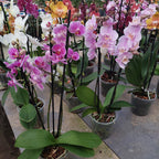 Orquídea Phalaenopsis Mini P12 Surtido