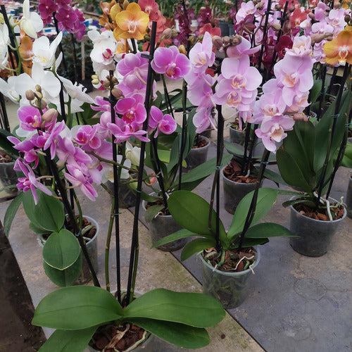 Orquídea Phalaenopsis Mini P12 Surtido
