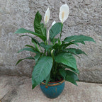 Macetero De Cerámica Interior Roma Tamaño Grande Turquesa Con Marrón