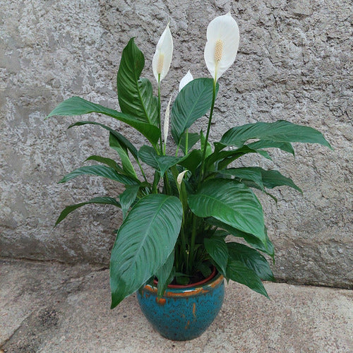 Macetero De Cerámica Interior Roma Tamaño Grande Turquesa Con Marrón