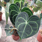 Anturio Clarinervium Pote 12cm