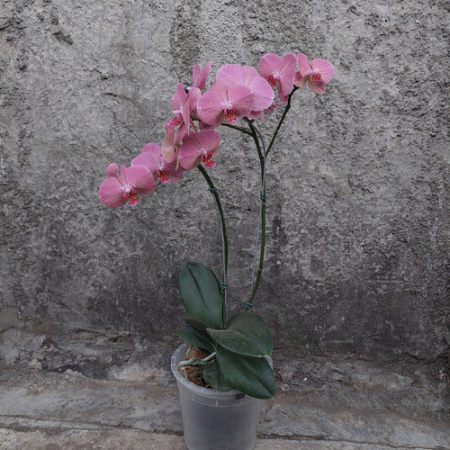 Maceta Para Orquídea Florus 17cm Transparente Orchidpot