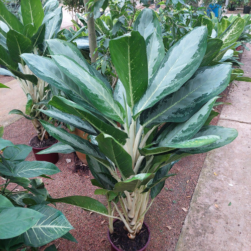Aglaonema Pote 24cm