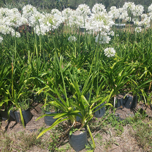 Agapanto Blanco Extragrande En Flor