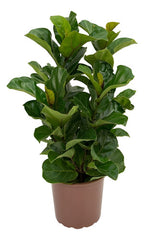 Ficus Lyrata Bambino Pote 24cm
