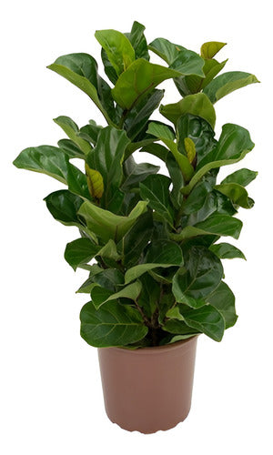 Ficus Lyrata Bambino Pote 24cm