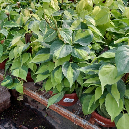 Filodendro Brasil C21