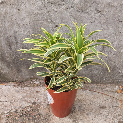 Dracena Reflexa Song Of India Pote 17cm