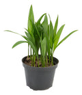 Palmera Areca Bambu Chica Pote 11cm