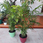 Palmera Chamaedorea Con Maceta Pote 11cm