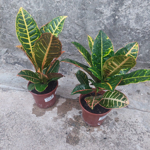 Croton Hib Petra P11