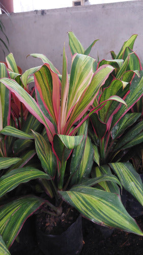 Dracena Cordyline Kiwi P17