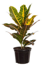 Croton Hib Petra Pote 15cm