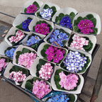 Violetas Africanas Flor Simple Pote 11cm × 3 Unidades