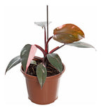 Filodendro Pink Princess P15