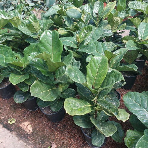 Ficus Lyrata Pote 24cm