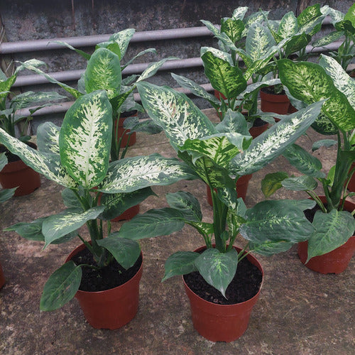 Dieffenbachia Compacta P17