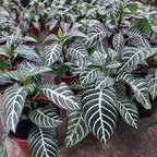 Aphelandra Sin Flor Pote 15cm Amarillo