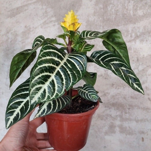 Aphelandra Con Flor Pote 15cm