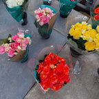 Begonia Pote 11cm Surtido