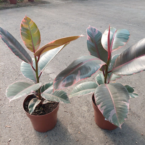 Ficus Elastica Ruby Pote 17cm
