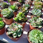 Suculenta Pote 11cm × 3 Unidades