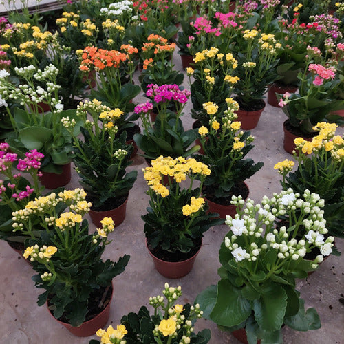 Kalanchoe Doble Pote 11cm