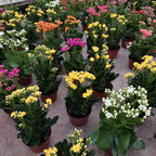 Kalanchoe Doble Pote 11cm