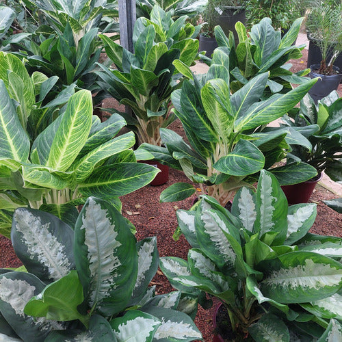 Aglaonema Pote 24cm