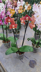 Orquídea Phalaenopsis Mini P12 Surtido