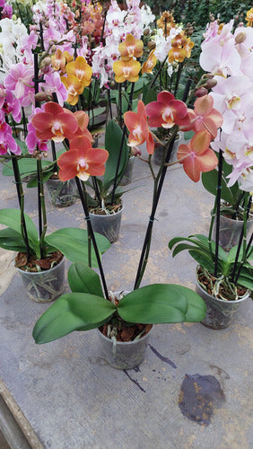 Orquídea Phalaenopsis Mini P12 Surtido