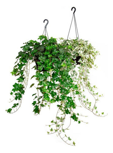 Hiedra En Maceta Colgante 21cm Mín 100cm