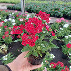 Florales De Estación × 30 Unidades Surtido