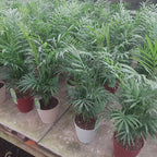 Palmera Chamaedorea Con Maceta Pote 11cm