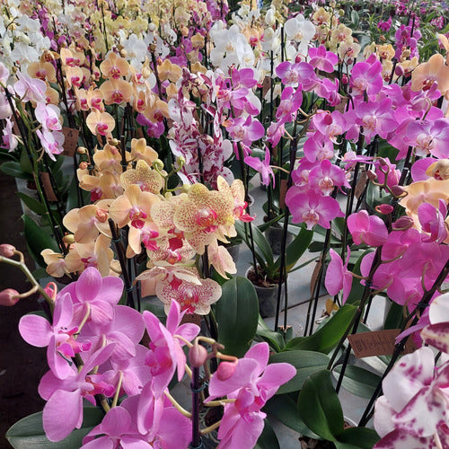 Orquídea Phalaenopsis Con 2 Varas Florales Pote 12cm