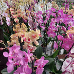 Orquídea Phalaenopsis Con 2 Varas Florales Pote 12cm