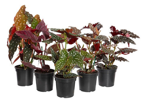 Begonia Kane Pote 13cm Surtido